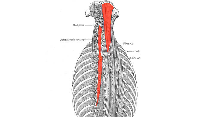 анатомия полуостистой мышцы