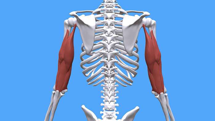 анатомия трёхглавой мышцы плеча